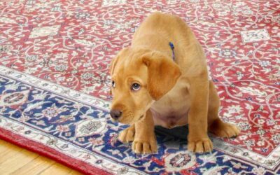 Can you remove the odor from my rug? My dog had an accident on it.