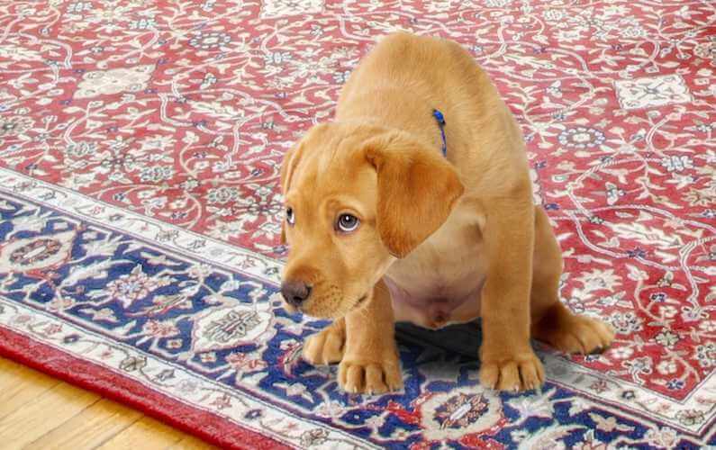 Dog Peeing on Rug