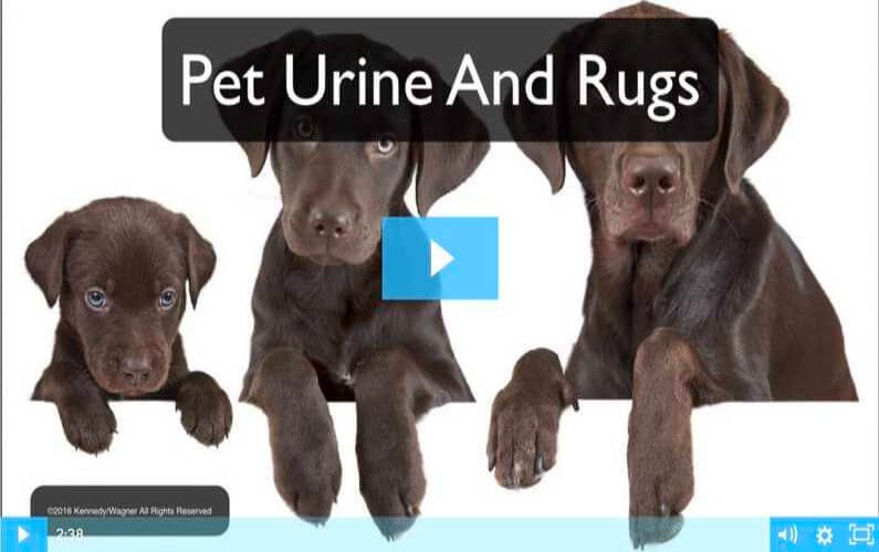 Pet Urine And Rugs